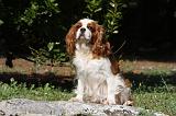 CAVALIER KING CHARLES 597